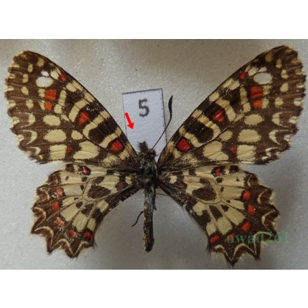 Zerynthia rumina (Linnaeus, 1758) Spain5